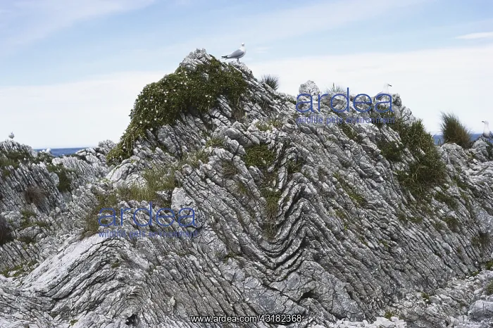 : Folded Limestone, New Zealand : Folded Limestone, New Zealand