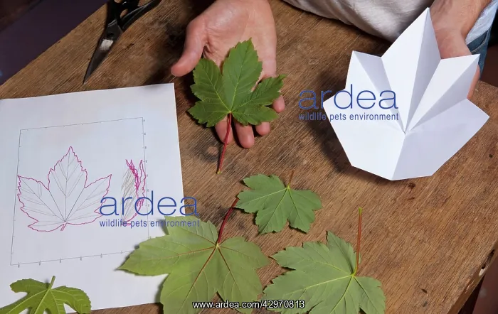 : Folding leaves - can be reproduced in origami : Folding leaves - can be reproduced in origami