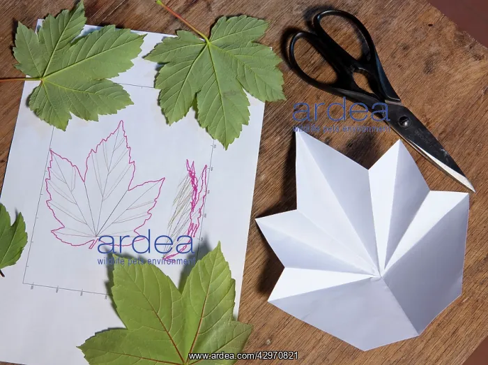 : Folding leaves - can be reproduced in origami : Folding leaves - can be reproduced in origami