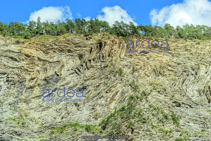 : Folds very marked in flysch to Jausiers, High Ubaye : Folds very marked in flysch to Jausiers, High Ubaye