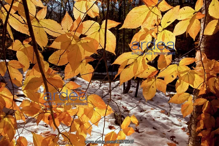  : Foliage of American Beech - (also known as North