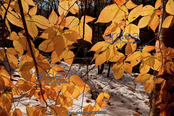 : Foliage of American Beech / North American Beech : Foliage of American Beech / North American Beech