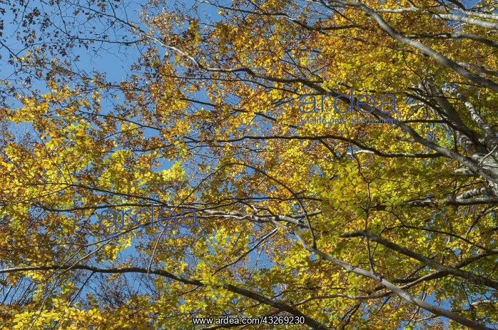 : Foliage of European beech or common beech forest : Foliage of European beech or common beech forest