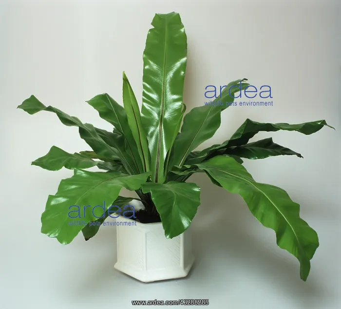 : Foliage plants, zebra plant (Calathea zebrina) in : Foliage plants, zebra plant (Calathea zebrina) in
