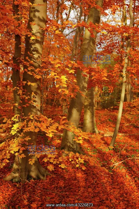 : Foliage and trunks of beeches (Fagus sylvatica) : Foliage and trunks of beeches (Fagus sylvatica)
