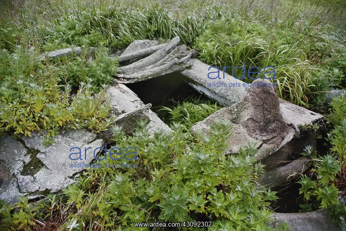 : Food cache lined with whale bone : Food cache lined with whale bone