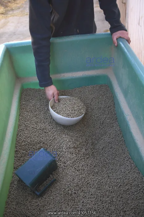 : Of food for horses : Of food for horses