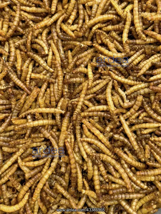 : Food from insects Insect food mealworms dried larvae : Food from insects Insect food mealworms dried larvae
