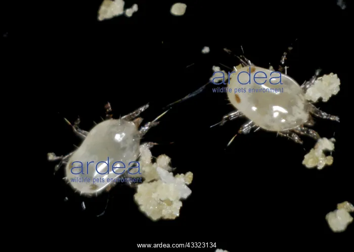 : Food mite. Storage or food mite (Carpophagus) : Food mite. Storage or food mite (Carpophagus)