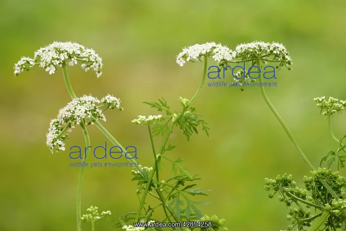 : Fool's Parsley : Fool's Parsley