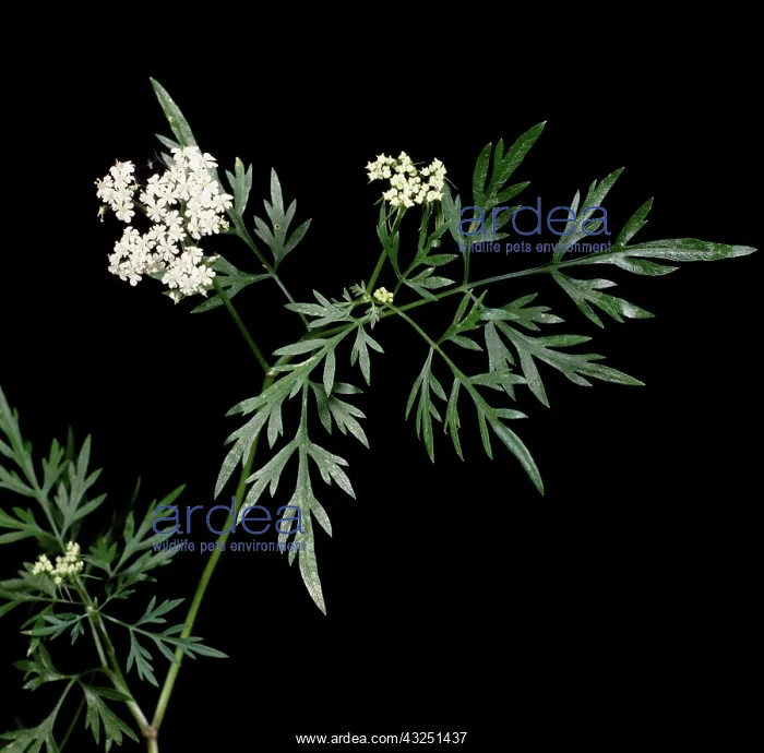 : Fool's parsley : Fool's parsley