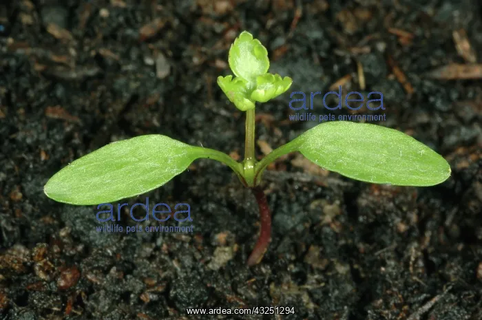 : Fool's parsley seedling : Fool's parsley seedling