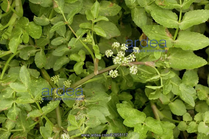  : Fool's water-cress