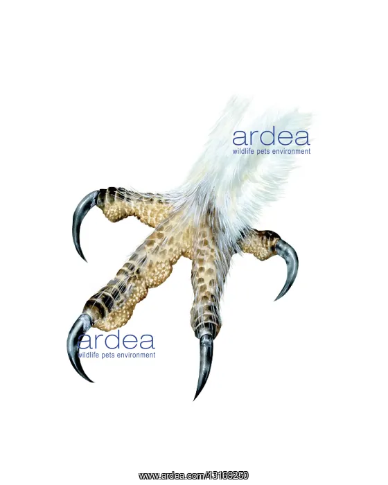 : Foot of a Barn Owl : Foot of a Barn Owl