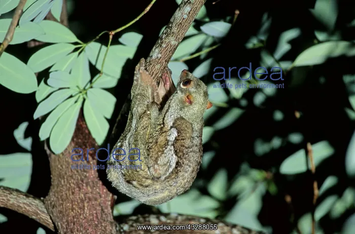 : Foot of Common Mole (Scalopus aquaticus) (closeup) : Foot of Common Mole (Scalopus aquaticus) (closeup)