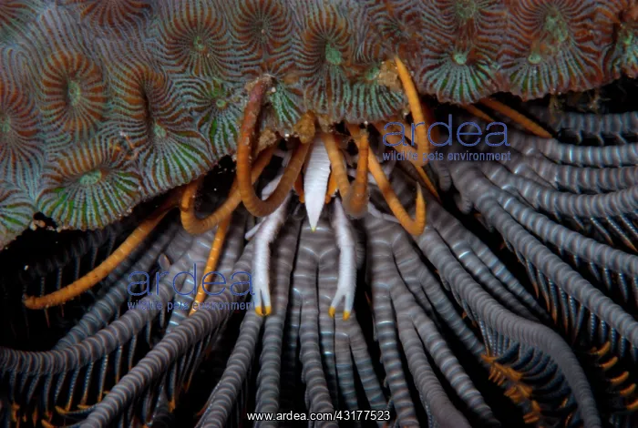 : in the foot of the Feather Star : in the foot of the Feather Star