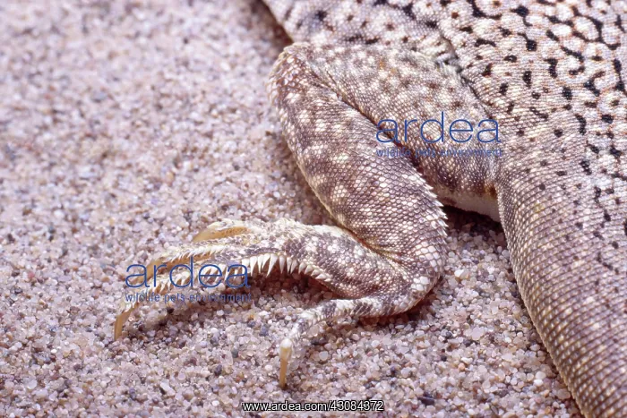 : Foot of Fringe-toed lizard : Foot of Fringe-toed lizard