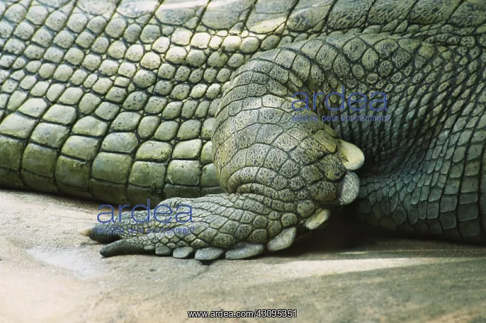 : Foot of a Gharial : Foot of a Gharial