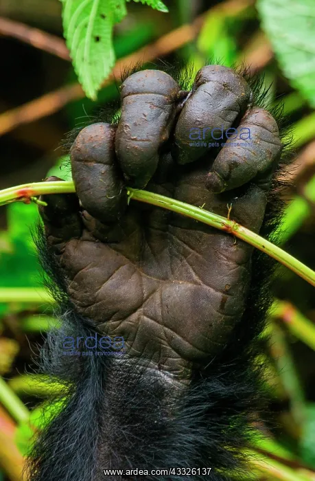 : Foot of mountain gorillas (Gorilla beringei beri : Foot of mountain gorillas (Gorilla beringei beri