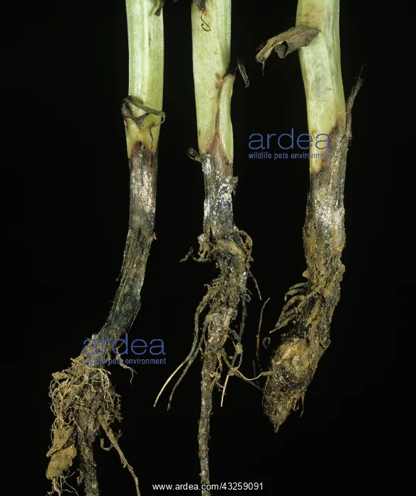 : Foot rot on field bean stem bases : Foot rot on field bean stem bases