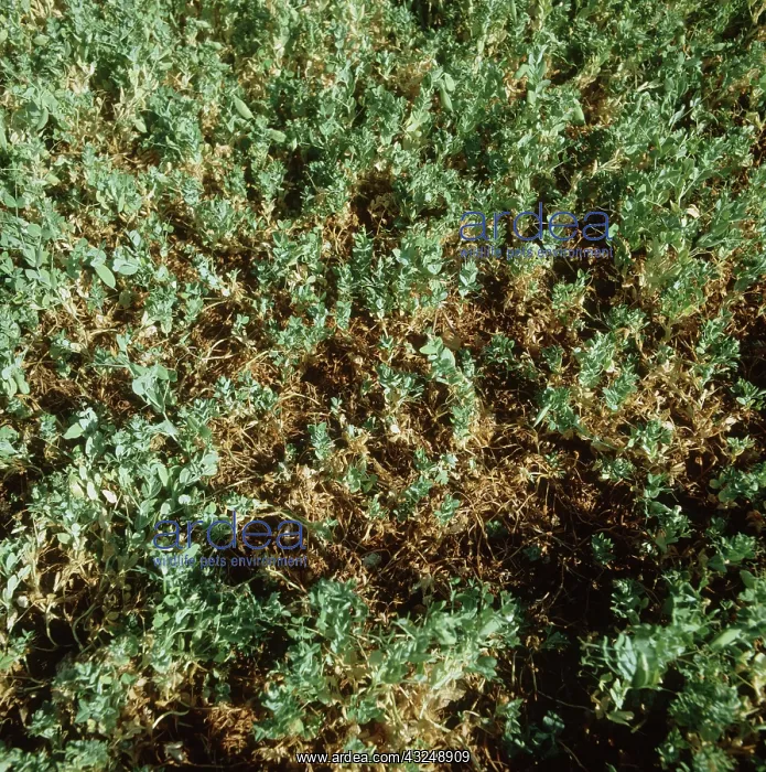 : Foot rot on pea : Foot rot on pea