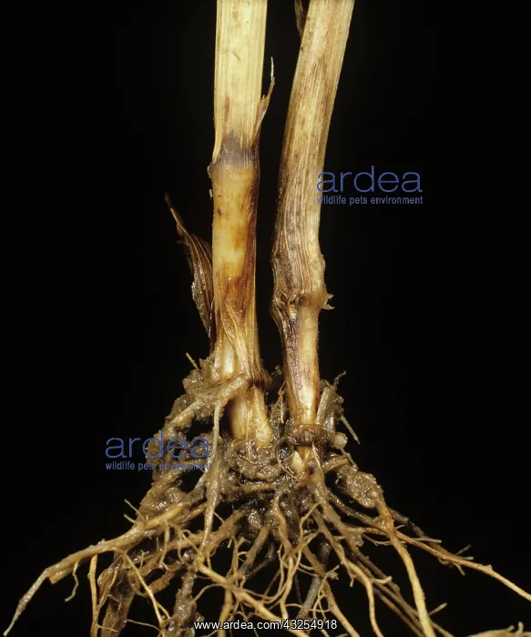 : Foot rot on Wheat stem base : Foot rot on Wheat stem base