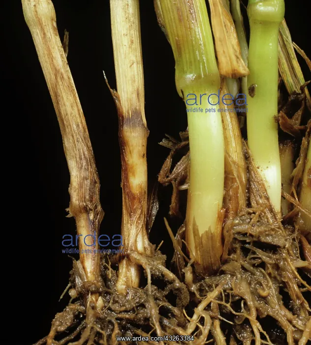 : Foot rot on Wheat stem base : Foot rot on Wheat stem base