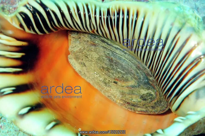 : Foot of tritons trumpet (Charonia tritonis), triton : Foot of tritons trumpet (Charonia tritonis), triton