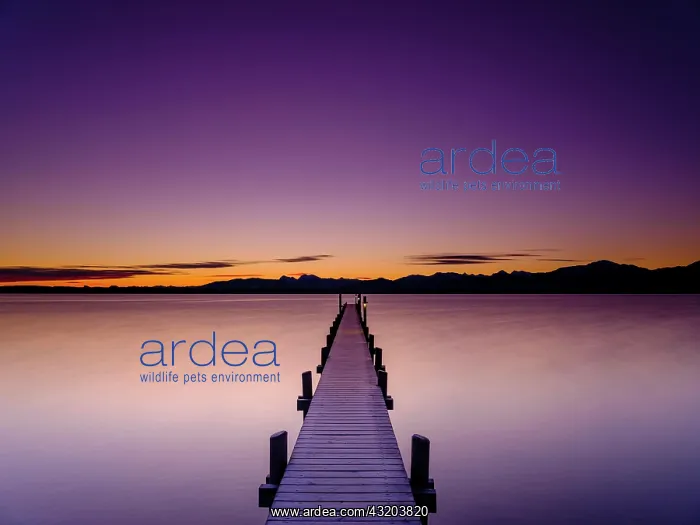 : Footbridge at Chiemsee at dawn, behind the Chiemgau : Footbridge at Chiemsee at dawn, behind the Chiemgau