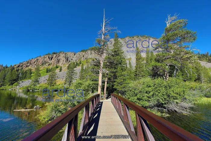 : Footbridge at Twin Lakes, Mammoth Lakes, California : Footbridge at Twin Lakes, Mammoth Lakes, California
