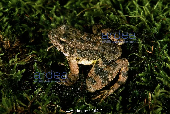 : Foothill Yellow-legged Frog : Foothill Yellow-legged Frog