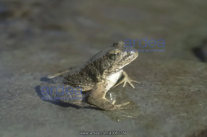 : Foothill Yellow-legged Frog : Foothill Yellow-legged Frog