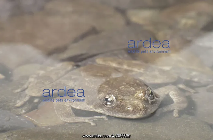 : Foothill Yellow-legged Frog : Foothill Yellow-legged Frog