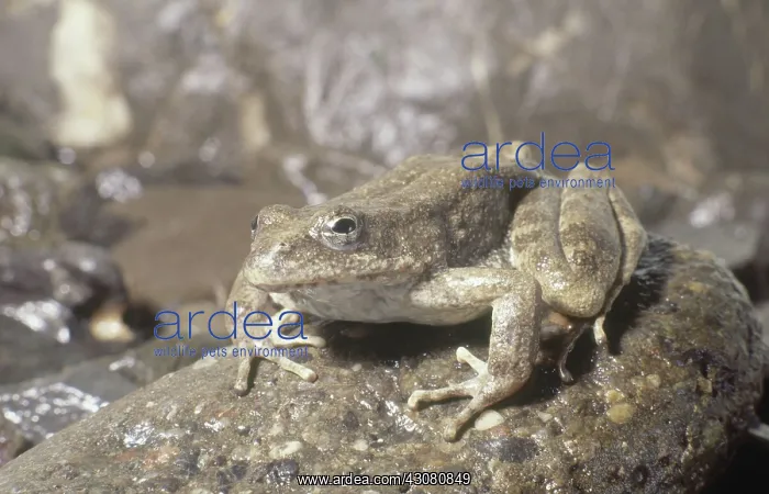  : Foothill Yellow-legged Frog