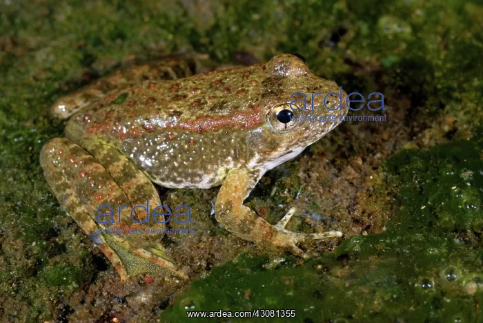  : Foothill Yellow-legged Frog