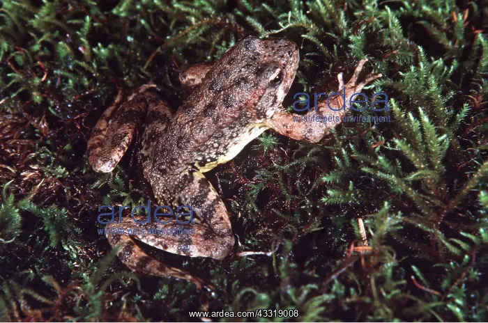 : Foothill Yellow-legged FROG : Foothill Yellow-legged FROG