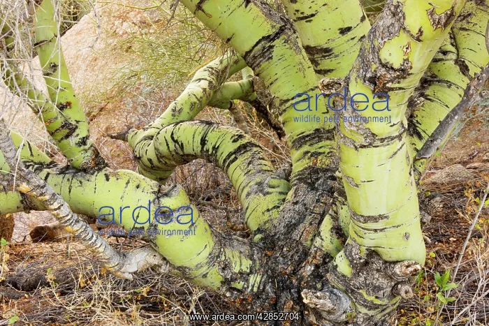 : Foothills or Yellow Palo Verde : Foothills or Yellow Palo Verde