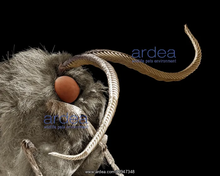 : Footman moth, Family Arctiidae : Footman moth, Family Arctiidae