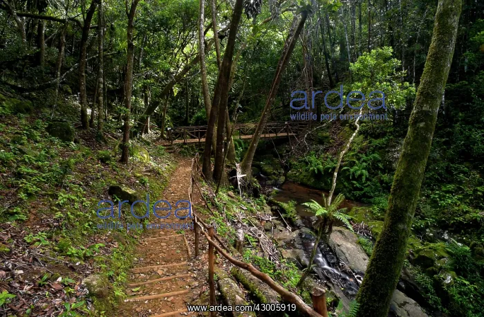 : A footpath and a bridge over a stream in Ferney Forest : A footpath and a bridge over a stream in Ferney Forest
