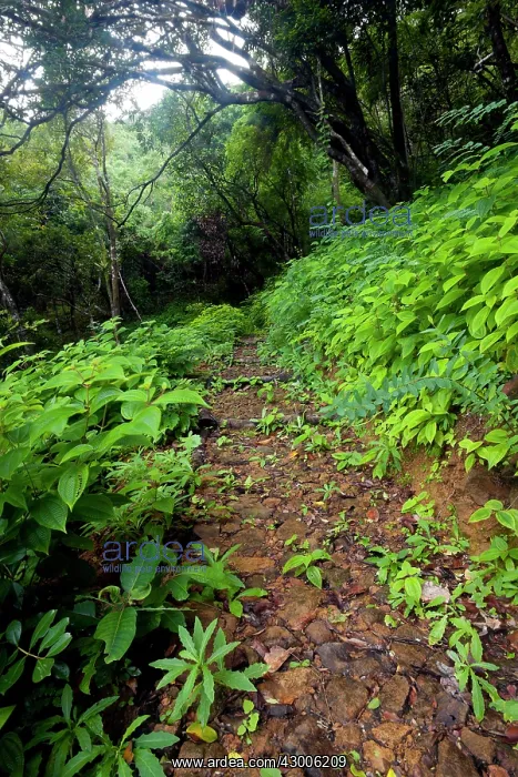 : A footpath in Ferney Forest : A footpath in Ferney Forest