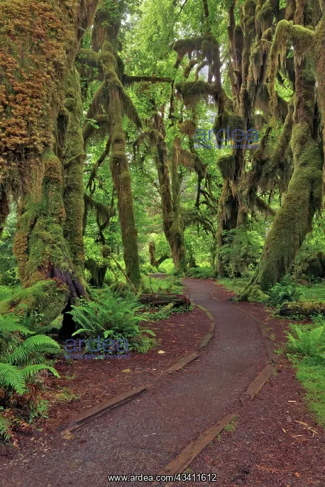  : Footpath through forest draped with Club Moss, Hoh