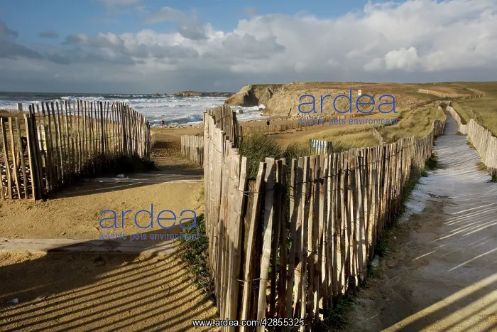 : Footpath leading to beach : Footpath leading to beach