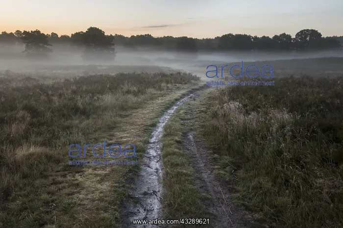 : Footpath in a misty heathland at sunrise, the N : Footpath in a misty heathland at sunrise, the N