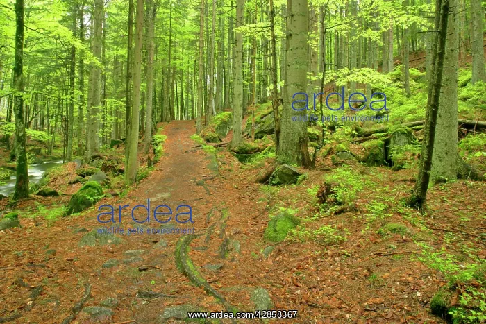 : Footpath - in primeval forest in springtime : Footpath - in primeval forest in springtime