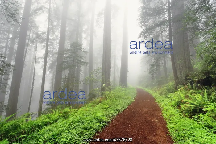  : Footpath through Redwood trees in fog. Redwood National
