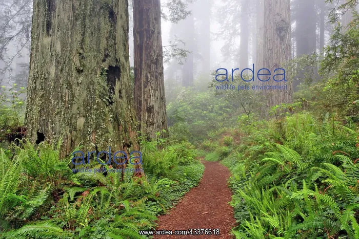 : Footpath through Redwood trees and Pacific Rhododendron : Footpath through Redwood trees and Pacific Rhododendron