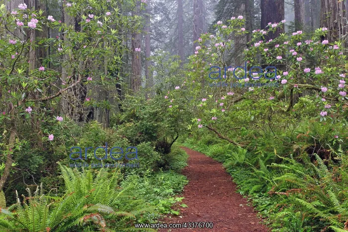 : Footpath through Redwood trees and Pacific Rhododendron : Footpath through Redwood trees and Pacific Rhododendron