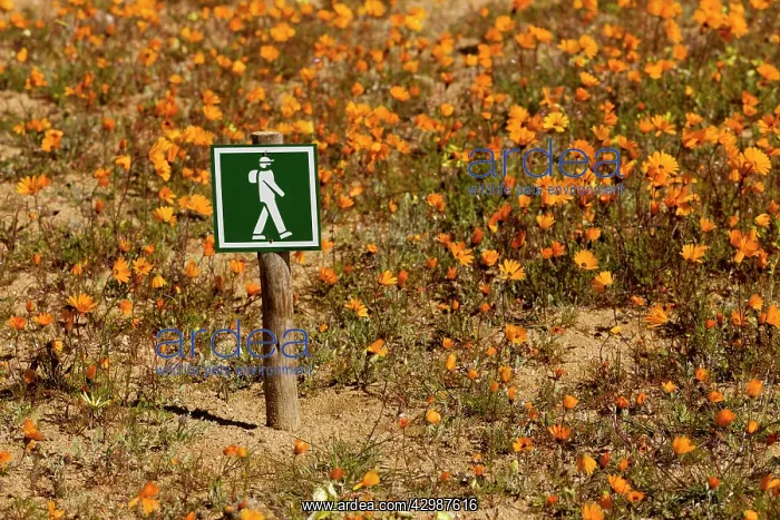 : Footpath Sign - among Orange Daisies : Footpath Sign - among Orange Daisies