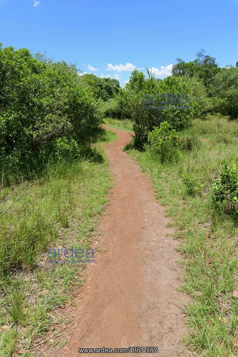 : Footpath in tourist camp, Masai Mara National Reserve : Footpath in tourist camp, Masai Mara National Reserve