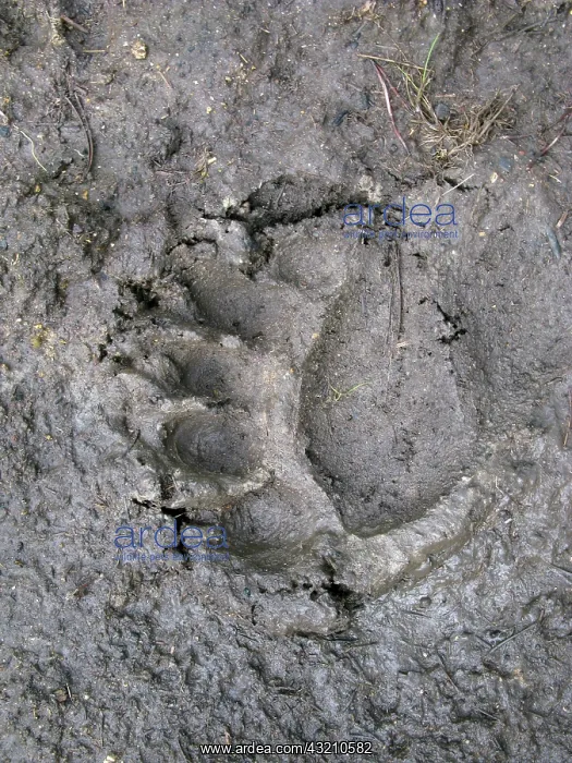 : Footprint, American black bear (Ursus americanus) : Footprint, American black bear (Ursus americanus)
